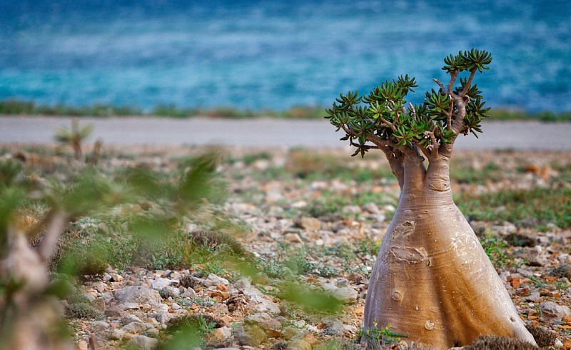 Неземные пейзажи Сокотры Неземные пейзажи Сокотры авиатур
