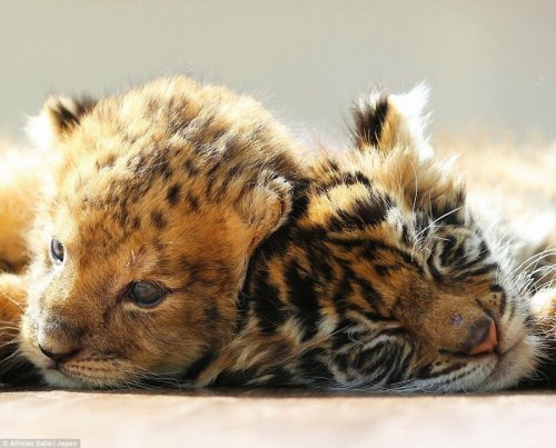 В японском сафари-парке живут неразлучные друзья — львёнок и тигрёнок