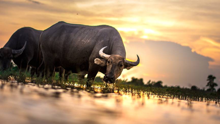 Семь человек оказались в больнице после встречи с разъяренным буйволом в Китае