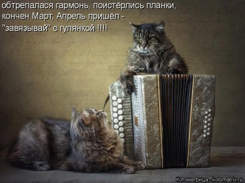 Котоматрица на Бугаге (28 фото)