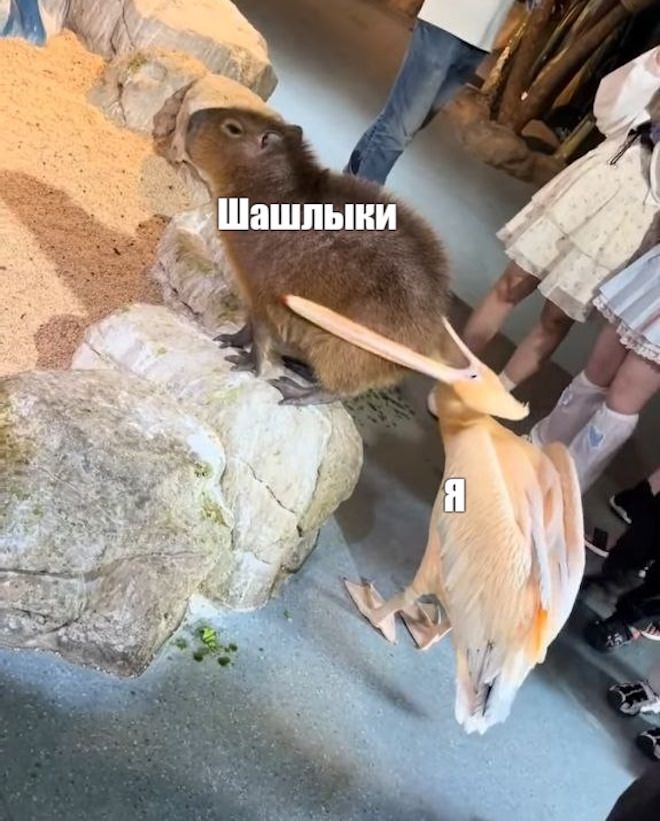 Интернет мемы в воскресение и чай в пирамидках Интернет мемы в воскресение и чай в пирамидках