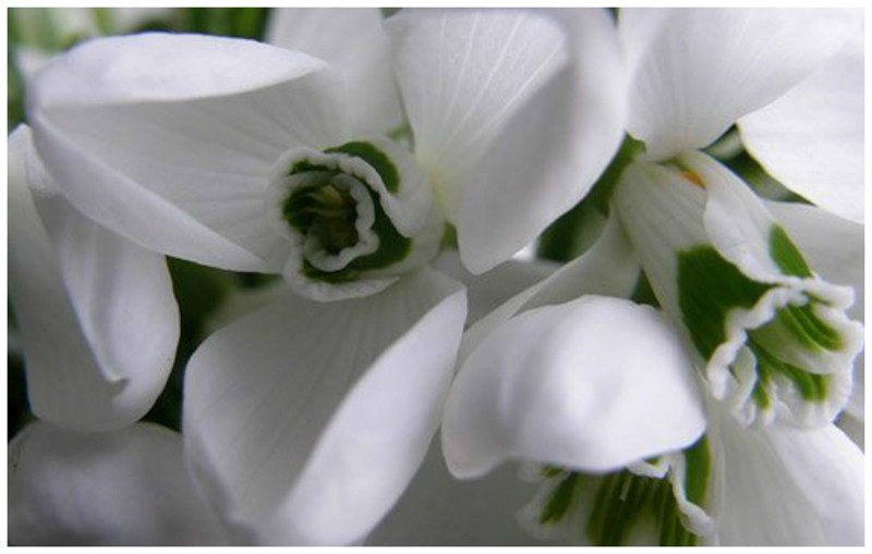 * Galanthus elwesii Hook.f. — Подснежник Эльвеса (очень крупные цветки с запахом меда и нежными зелеными пятнышками на лепестках) интересное, подснежники, сорта, факты