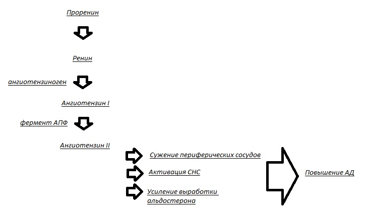 renin-angiotenzin