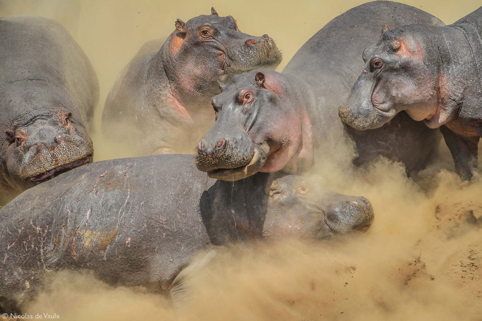 Лучшие фотографии Африки 2020 Африка,фотографии