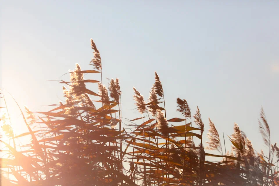 Кабанский заказник: маленький рай в дельте Селенги 