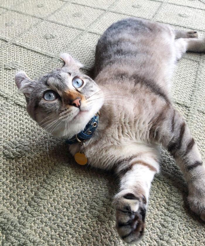 Породы домашних кошек, о которых знают не все Породы домашних кошек, о которых знают не все прикольные картинки,фото приколы,шикарные фотографии