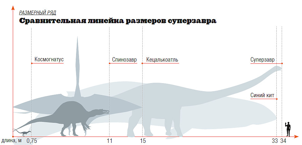Метры по сравнению с человеком. Амфицелия динозавр рост. Сравнительные Размеры животных. Размеры динозавров в сравнении с человеком. Размеры динозавров.