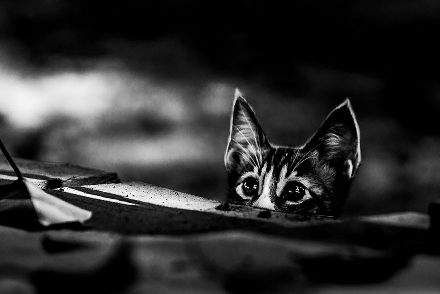 Пост кошачьей красоты:
35 стильных черно-белых 
фотографии кошек