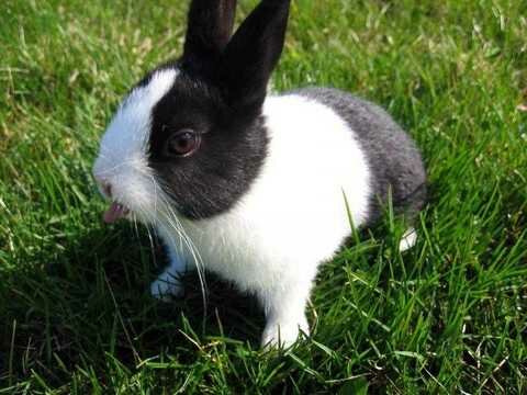 Выбираем декоративного кролика супер