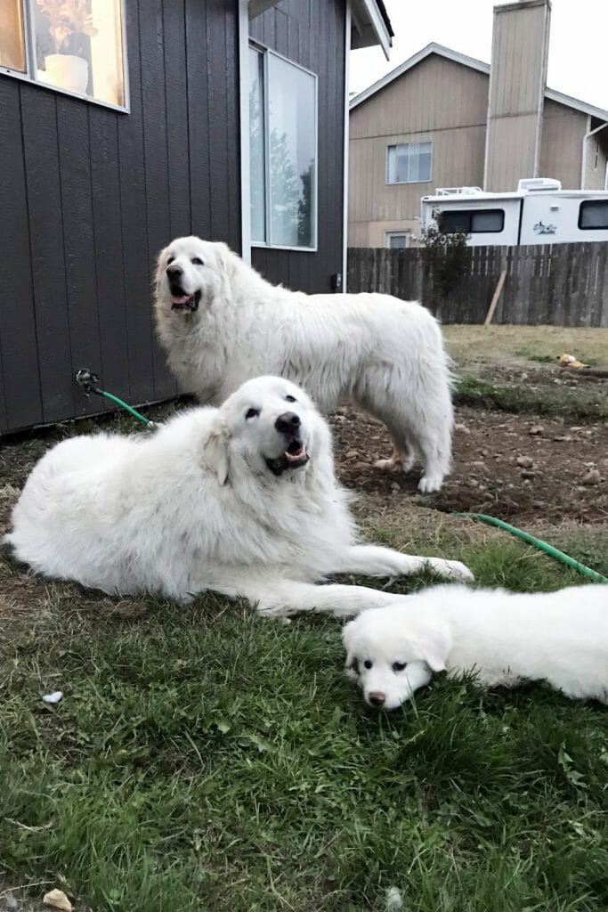 Two Great Pyrenees and a Great Pyrenees puppy