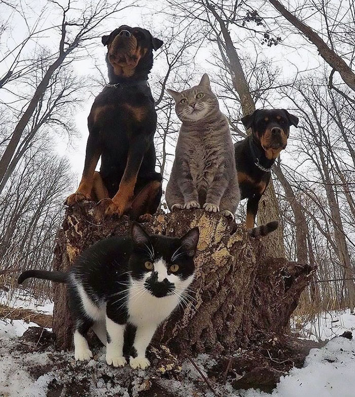 The Meow-tang Clan Pose For Their Debut Rap Album