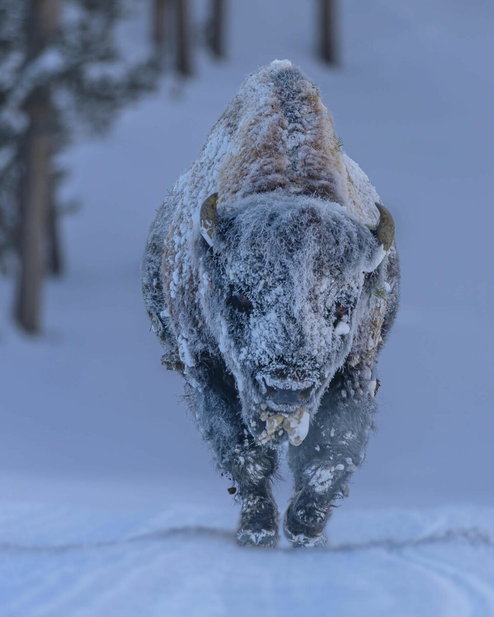 "Замерзший бизон". Фото: Лаура Хедьен. Йеллоустон, Вайоминг.