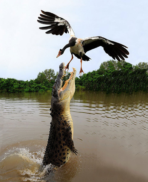 Отличная пара - крокодил и утка