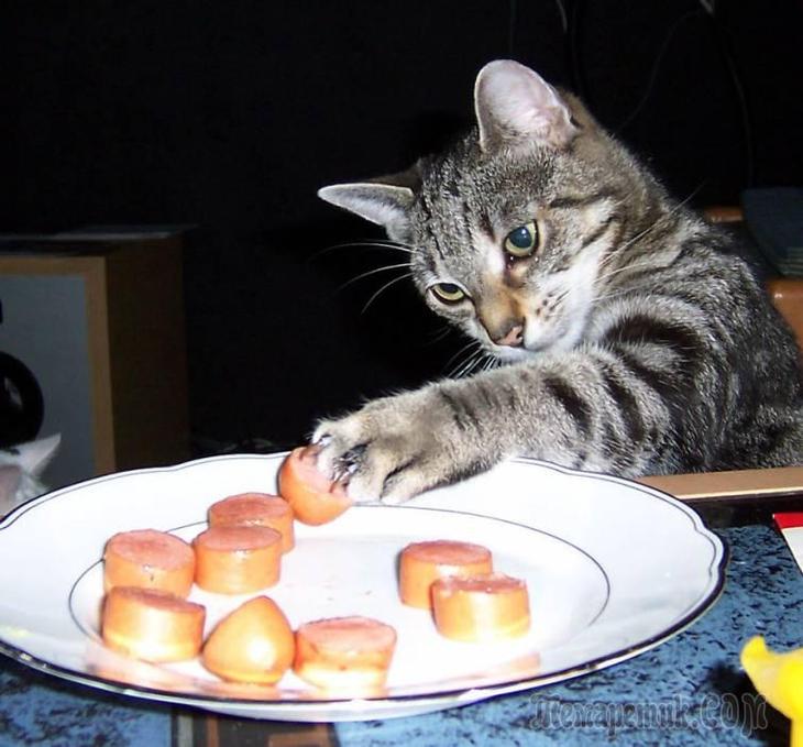 Прикольные коты вечно что-то воруют