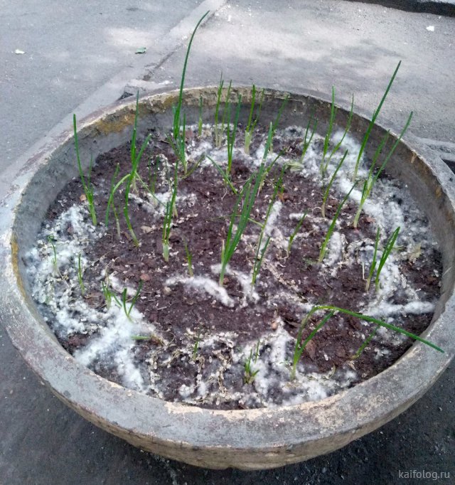 Приколы про лук Приколы про лук