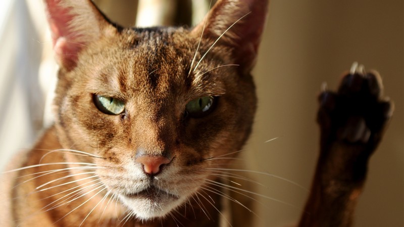 А этот, похоже, не просит, а требует! до слёз, животные, коты, кошки, питомцы, ржач, смех, юмор