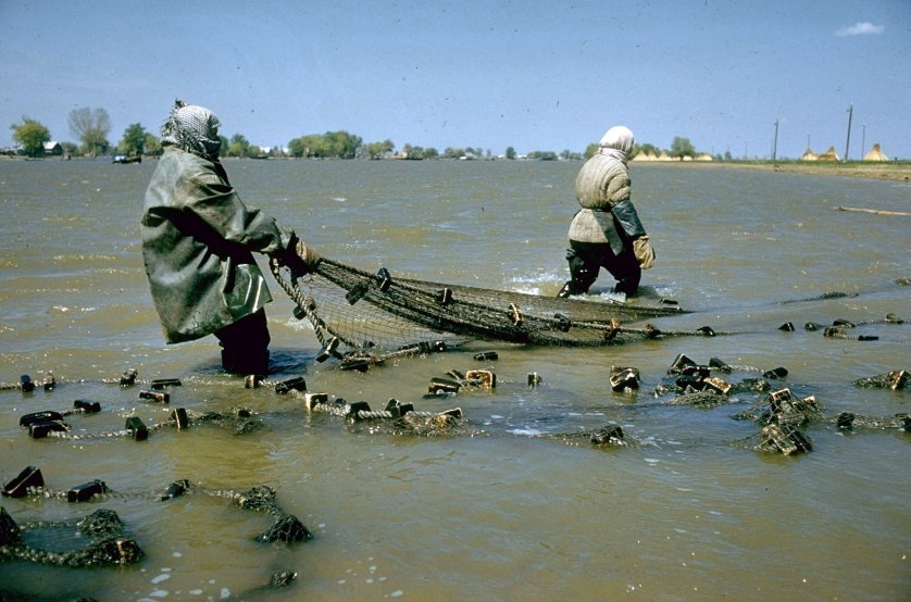 Добыча чёрной икры в Астрахани в 1960-х годах