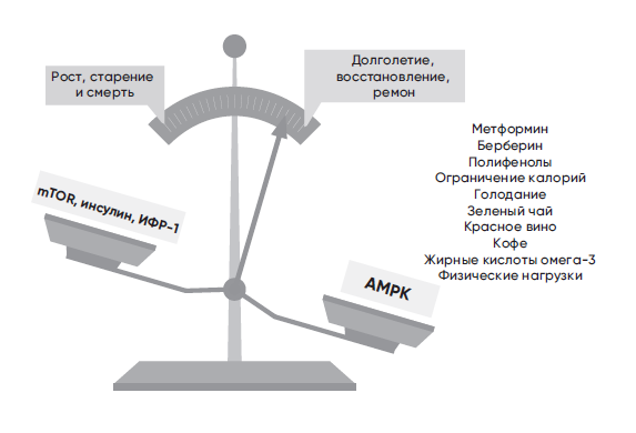 Противоядие против старения: как работает рапамицин книги,наука