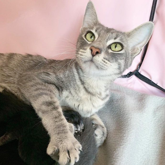 Серая кошка