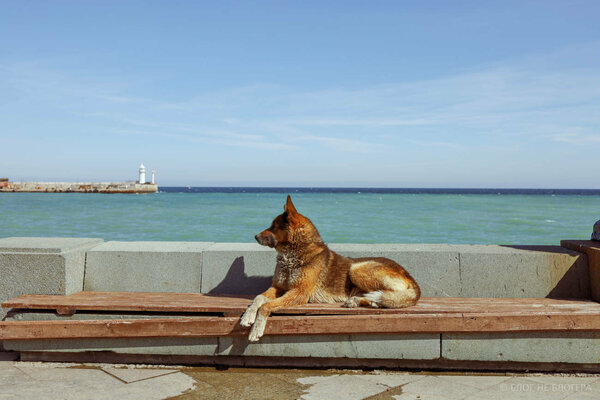 Этот пес десятый год ждет своего хозяина на набережной Ялты 