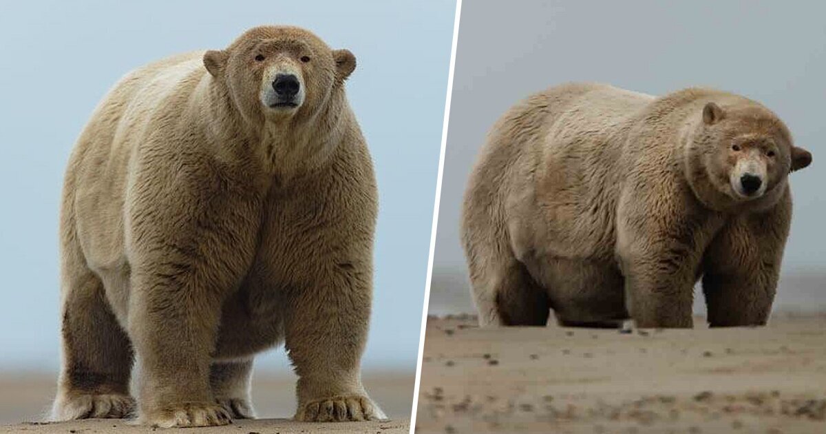 Какой медведь сильнее. Бурый медведь Кадьяк. Большой бурый медведь Кадьяк.