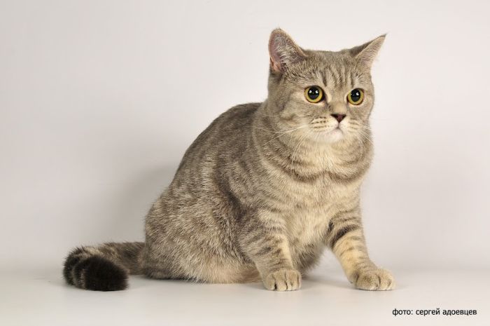 Кошачья фотосессия Кошачья фотосессия