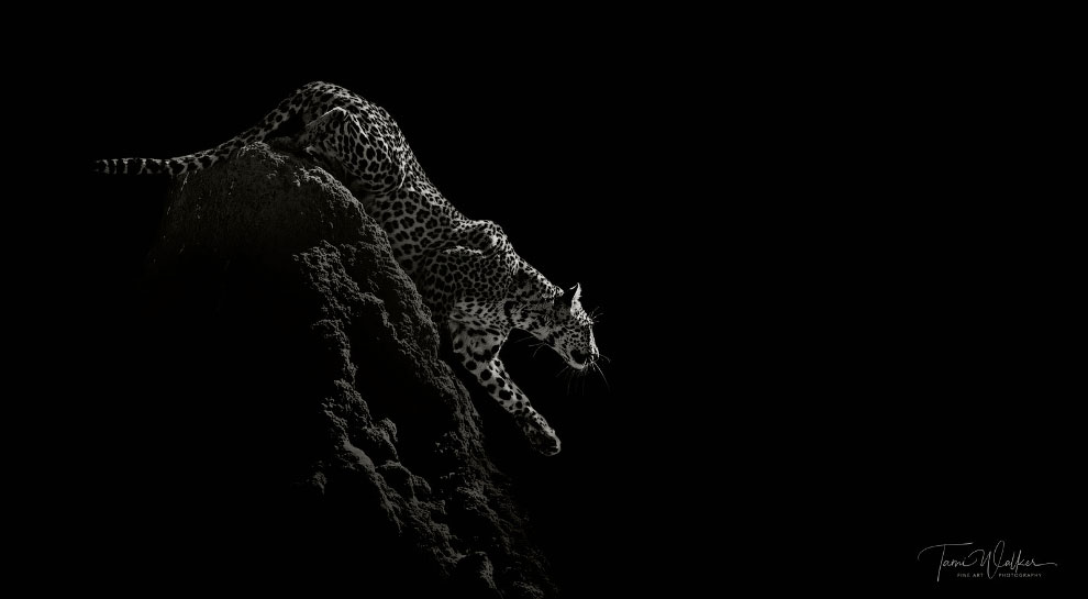 Лучшие фотографии Африки 2020 Африка,фотографии