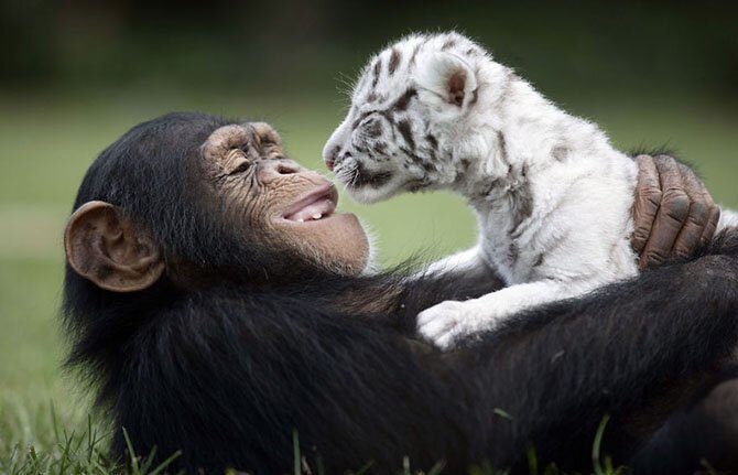 Трогательная дружба между разными животными