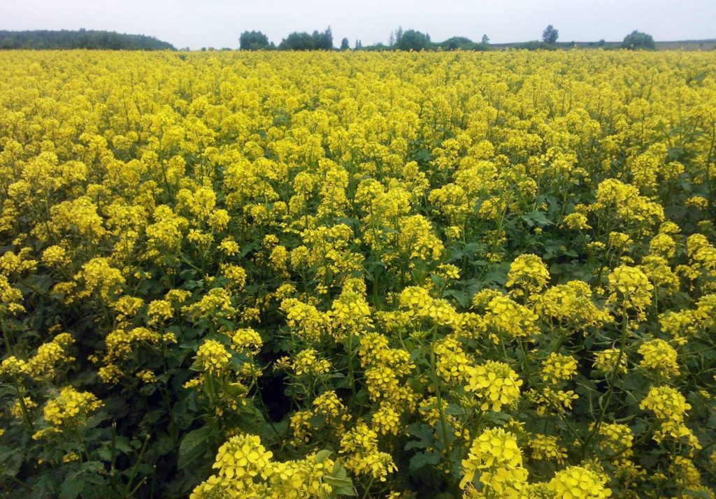 Горчица и наше здоровье горчица,здоровье,полезные продукты