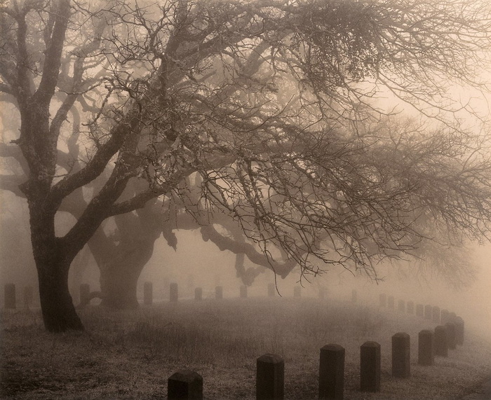 Портреты деревьев Портреты деревьев