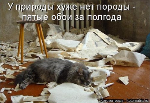 Свежая котоматрица для всех  смешные картинки