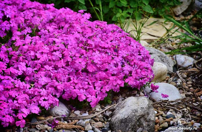 Флоксы - очень популярные цветы для сада и огорода. CC0