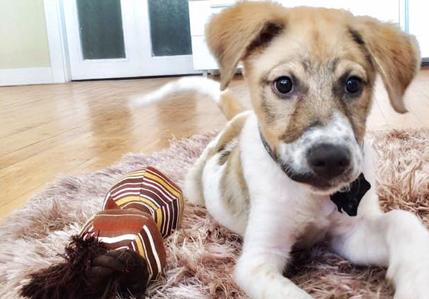 puppy-covered-clue-rescued-pascal-5