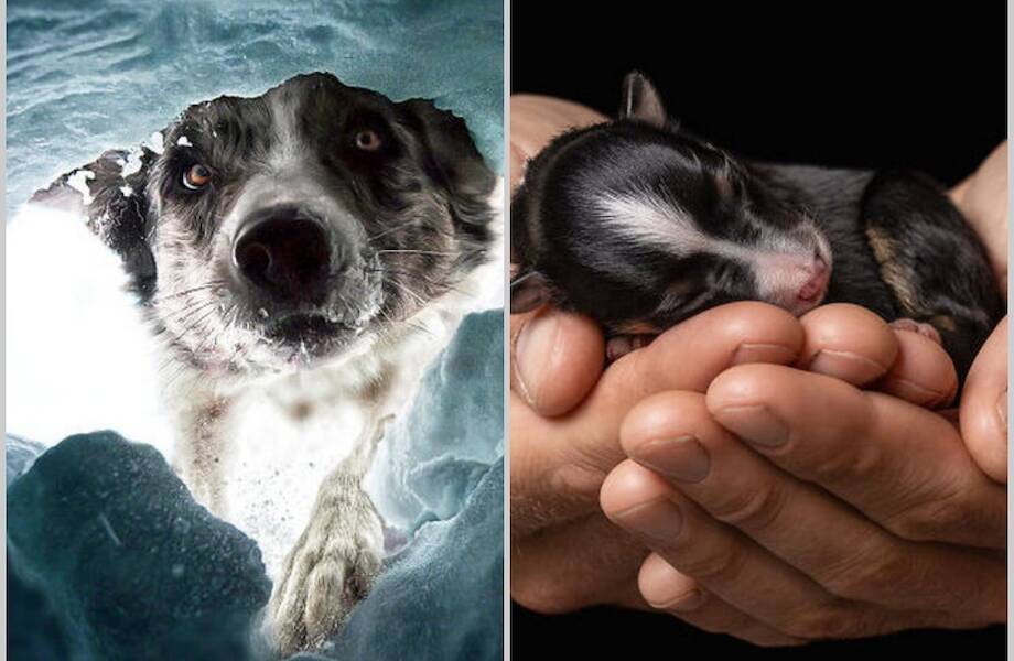 12 классных снимков с премии фотографов, которые снимают собак