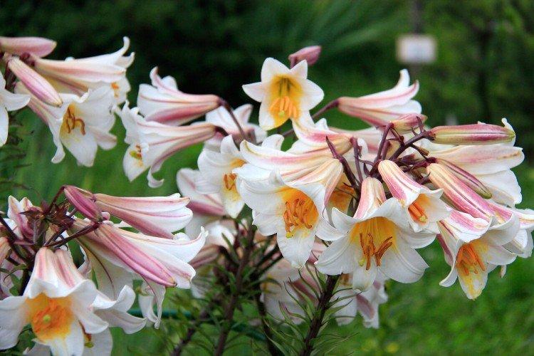 Лилия: виды, уход и посадка цветка в открытом грунте дача,сад и огород,цветоводство