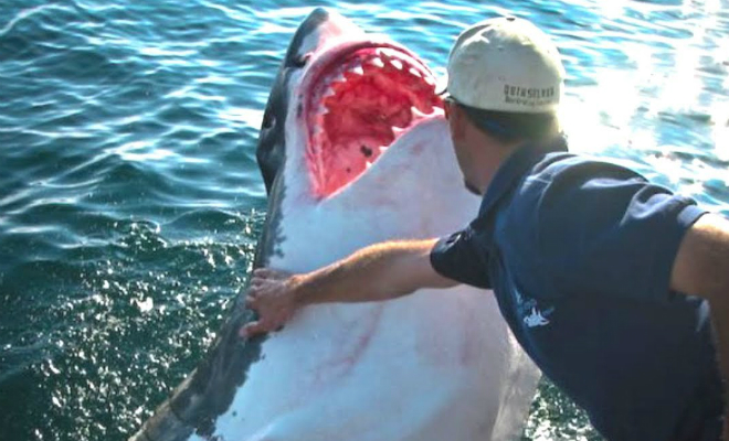 Рыбак помог акуле освободиться от сетей и получил в ответ благодарность: видео