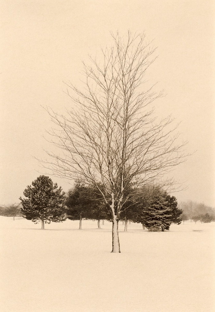Портреты деревьев
