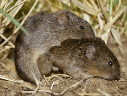 ФОРМУЛА ЛЮБВИ: 5 ФАКТОВ, КОТОРЫЕ НЕ ПОНРАВЯТСЯ РОМАНТИКАМ ФОРМУЛА ЛЮБВИ: 5 ФАКТОВ, КОТОРЫЕ НЕ ПОНРАВЯТСЯ РОМАНТИКАМ