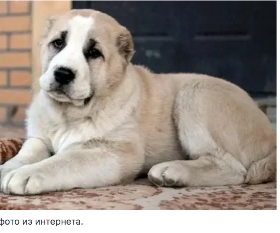 АЛАБАЙ АЛАБАЙ