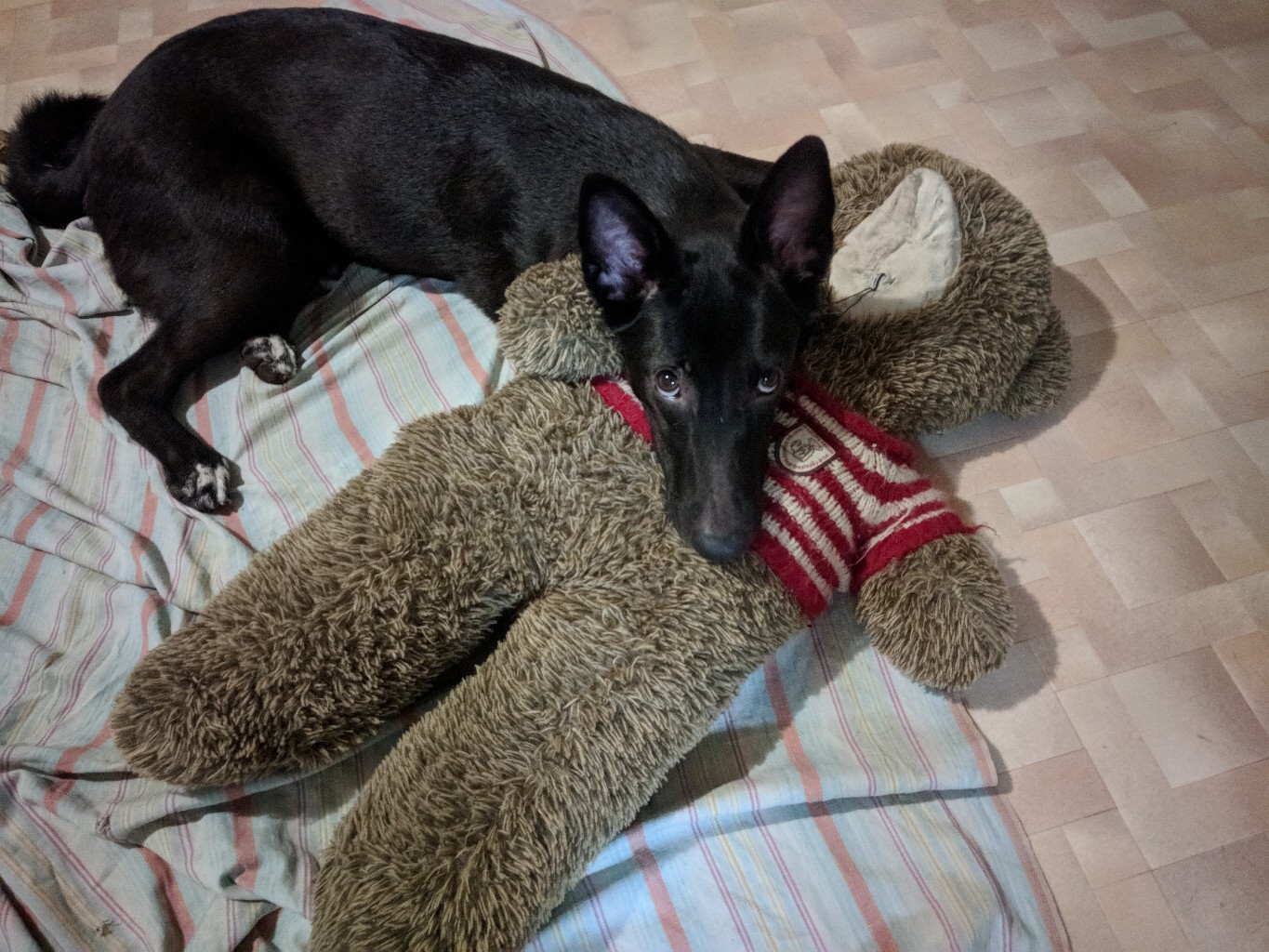 собака с игрушкой