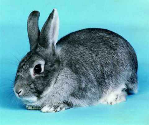 Выбираем декоративного кролика супер