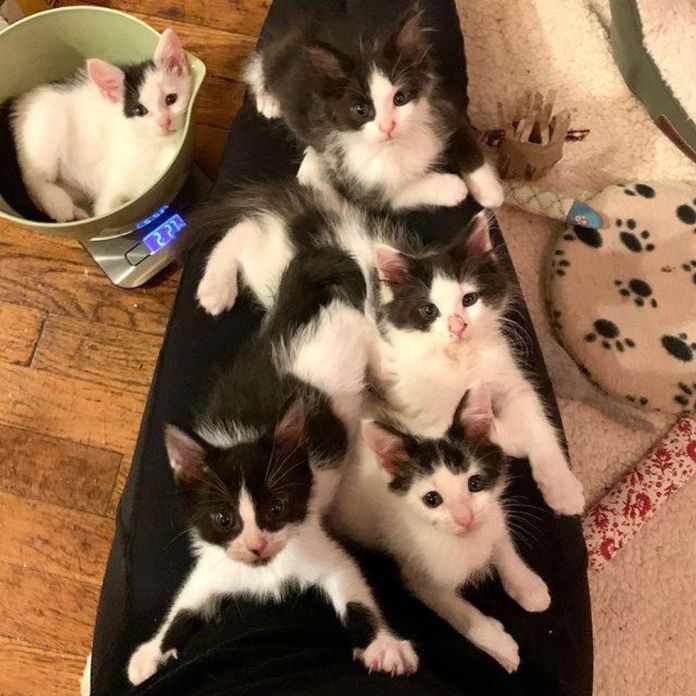 Без кота и жизнь не та