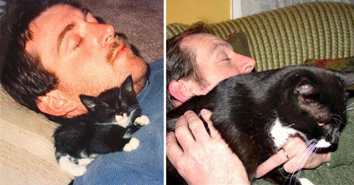 Как же быстро растут кошки – 30 милых фотографий До и После веселые картинки