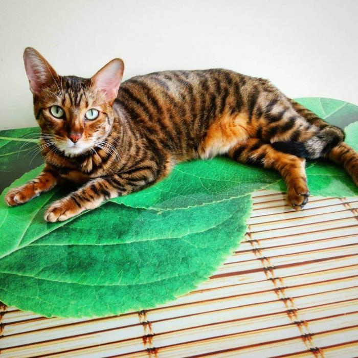 Породы домашних кошек, о которых знают не все Породы домашних кошек, о которых знают не все прикольные картинки,фото приколы,шикарные фотографии