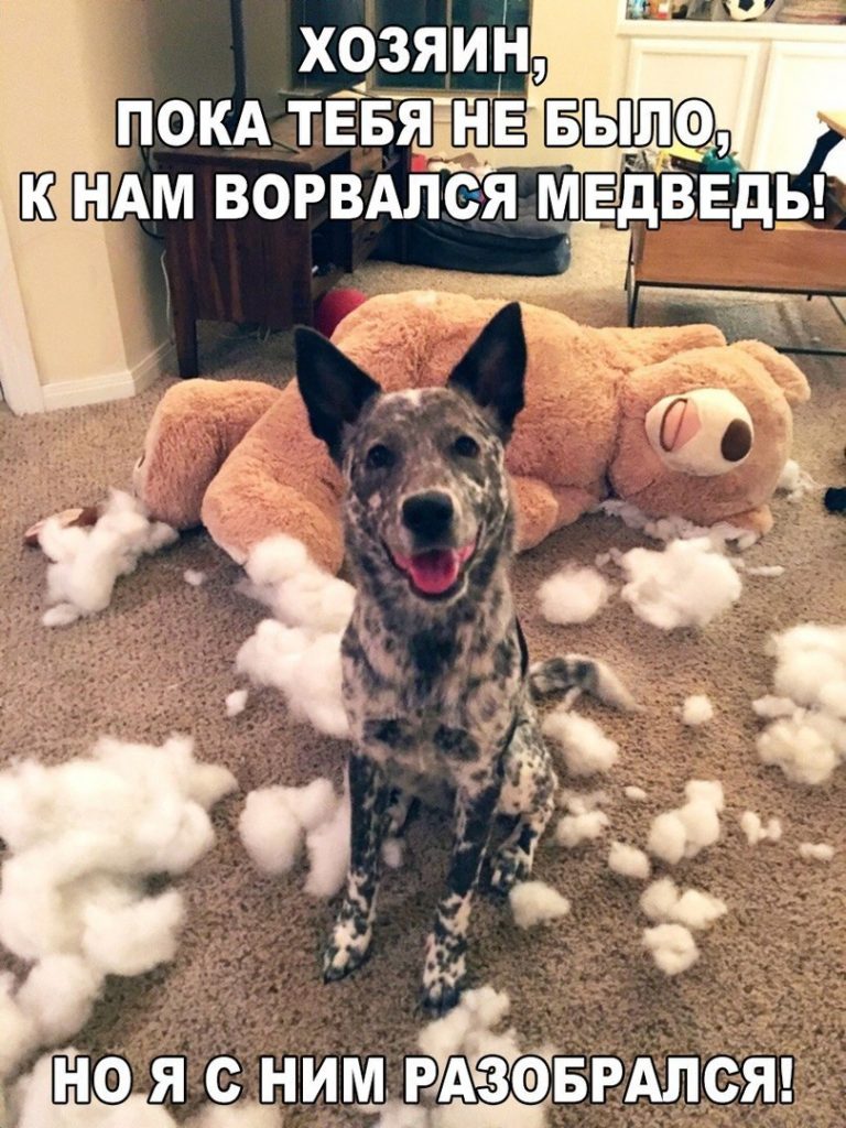 Веселые картинки с надписями на выходные (10 фото)