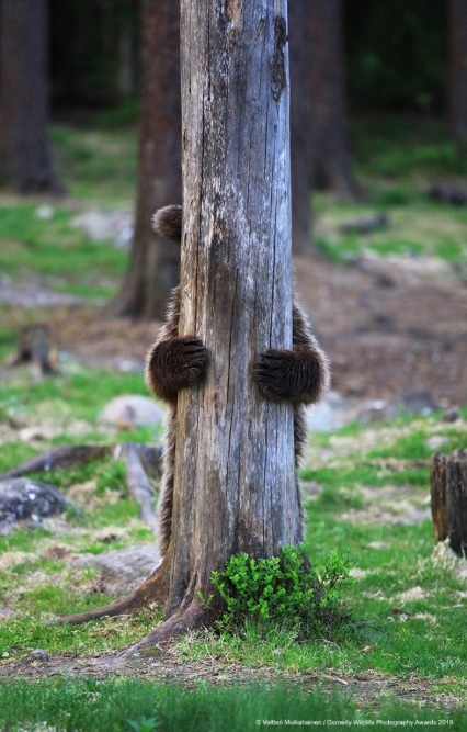 Финалисты конкурса Comedy Wildlife Photography Awards: самые забавные фотки из мира дикой природы за 2019 год 