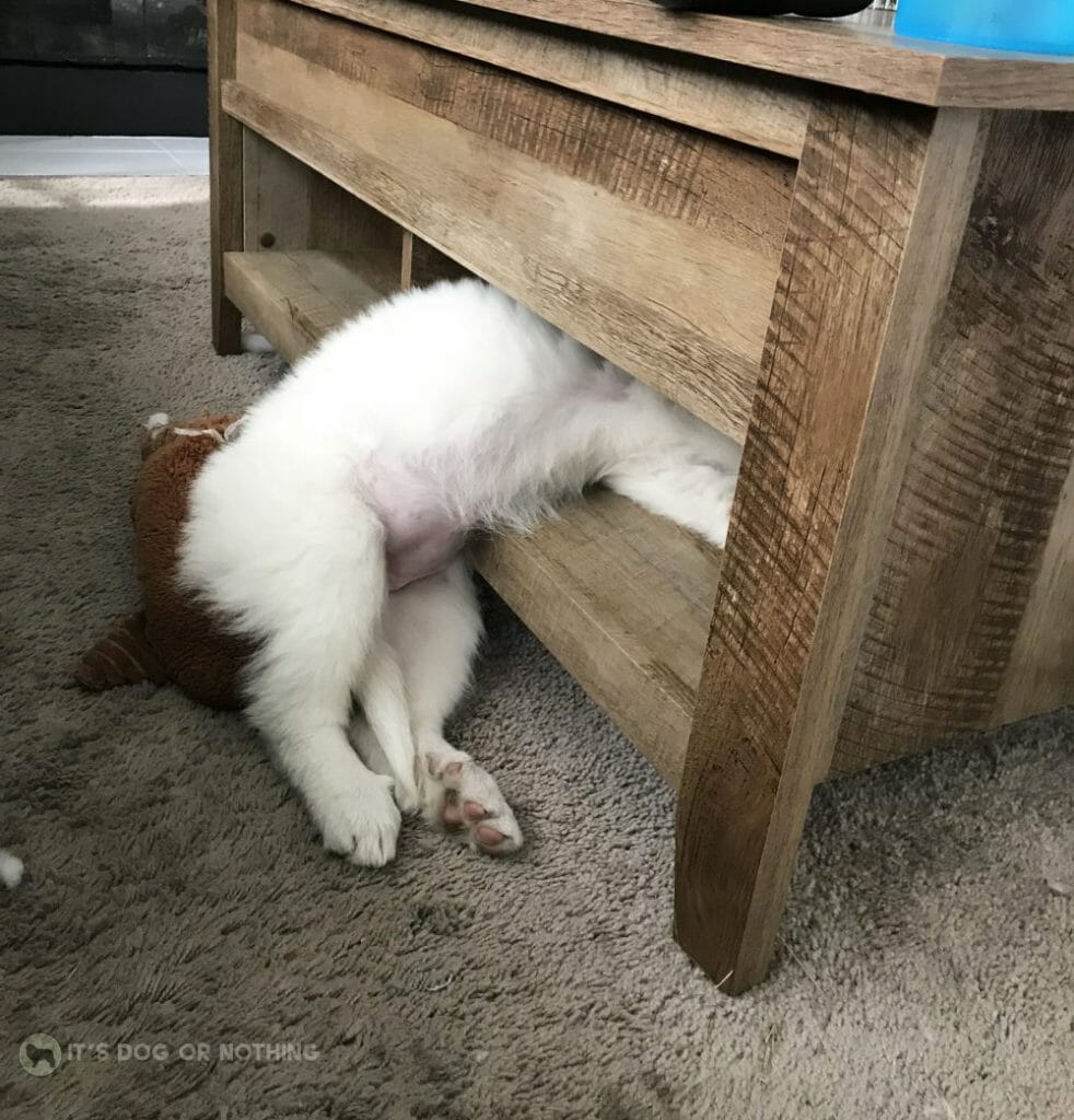 Great Pyrenees puppy sleeping on furniture