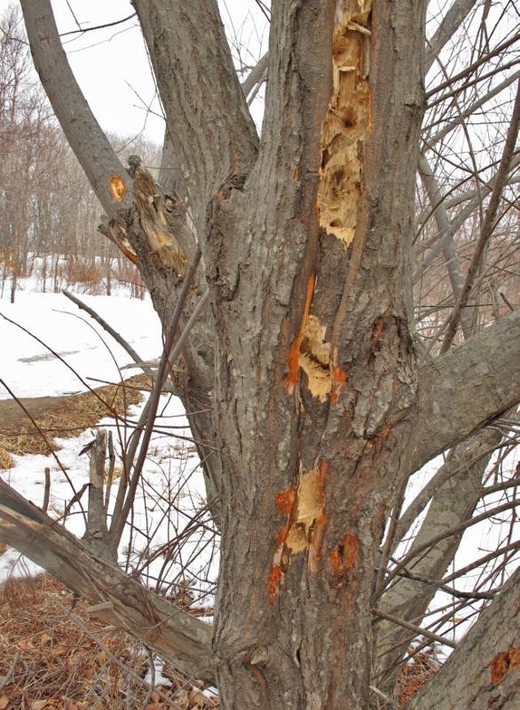 Дятел начал долбить, и вы не поверите, что произошло потом woodpecker did it, дятел, дятлова работа, на дерево без слёз смотреть нельзя