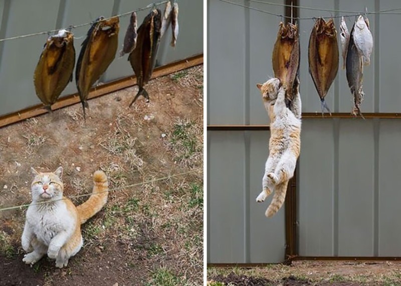 Уморительные коты-воришки, которых поймали с поличным воришки, еда, коты