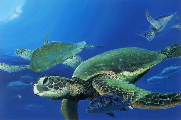 Такие забавные морские черепахи